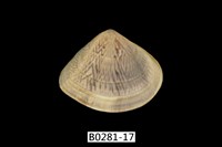 藏品(花蛤)的圖片